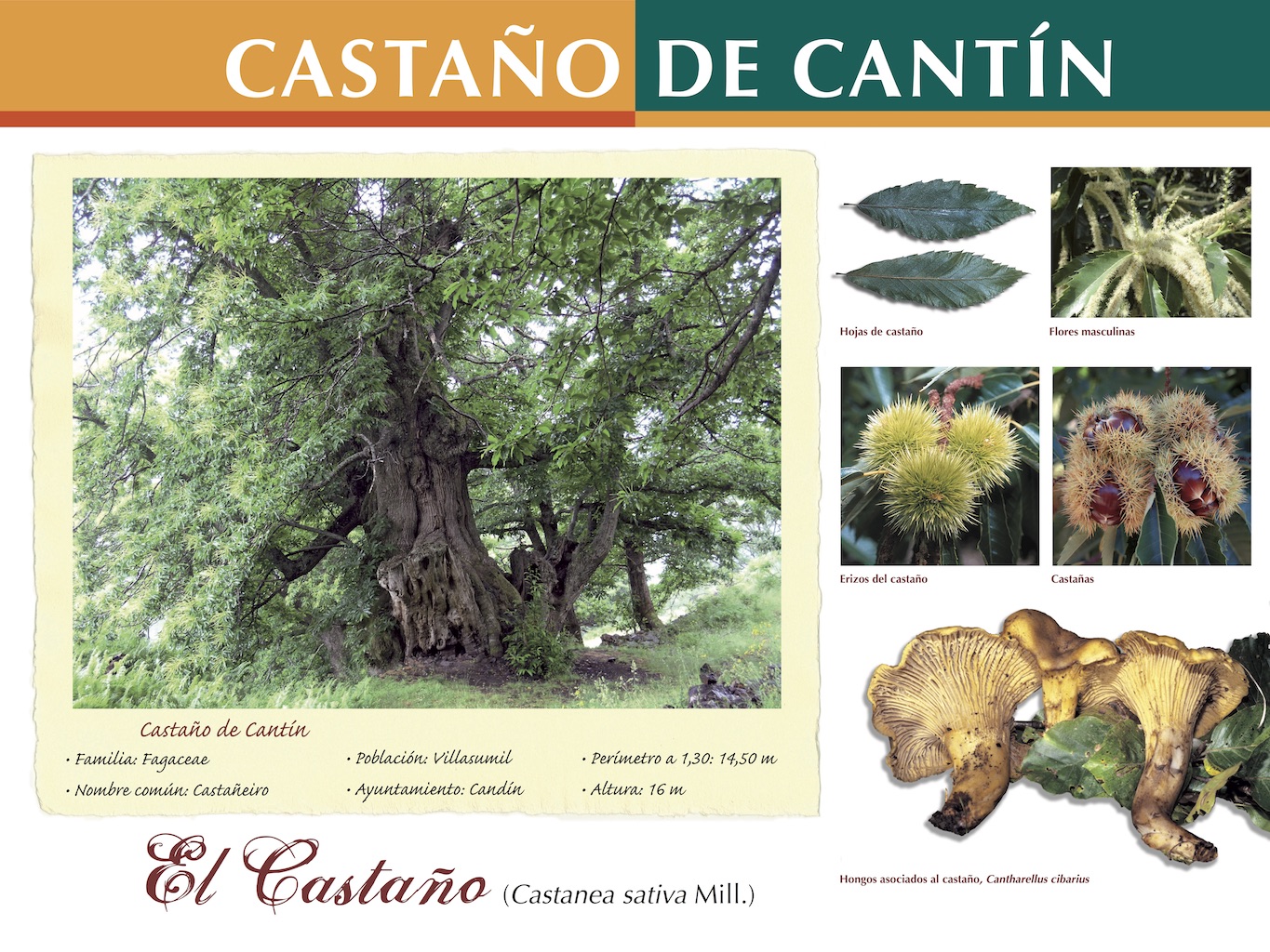 CASTANO CANTIN