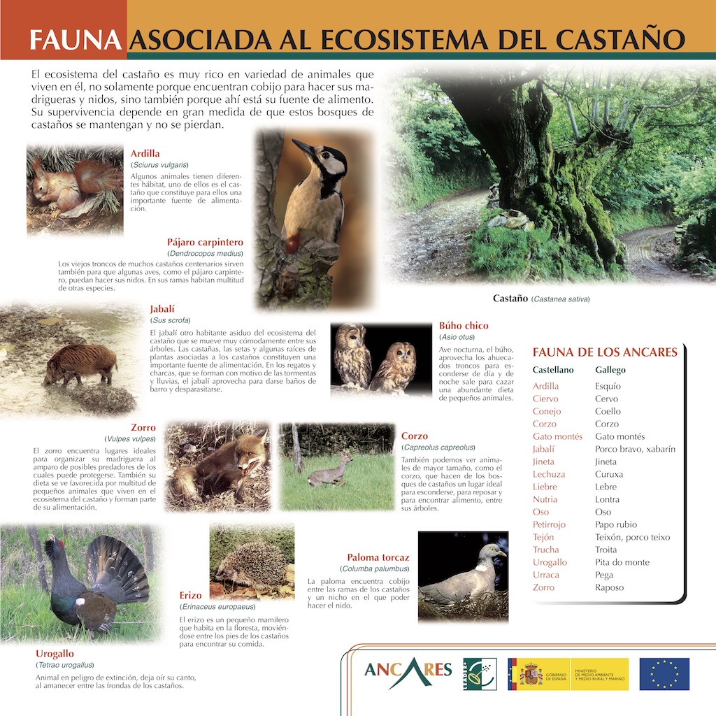 Fauna Castano